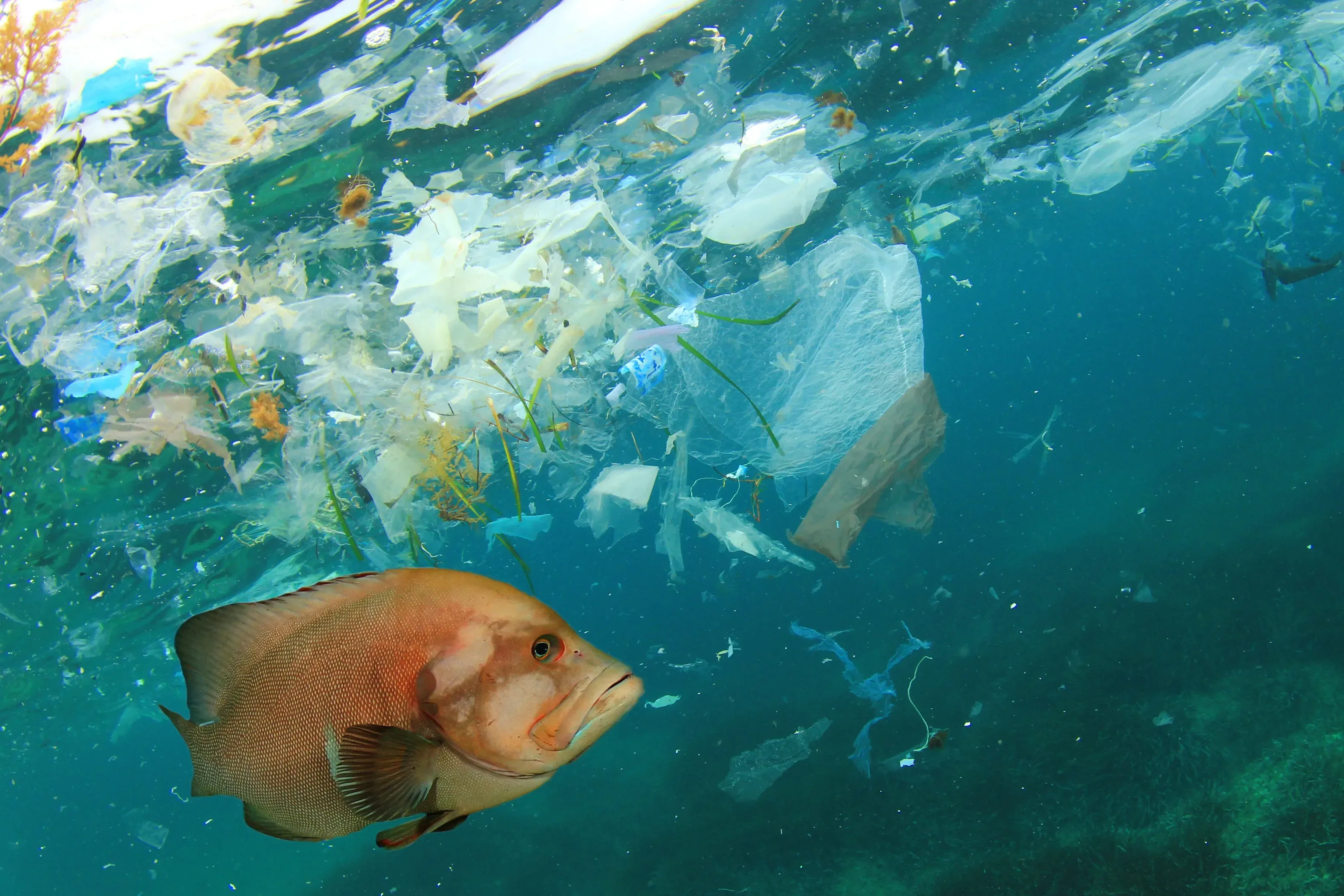 ocean pollution